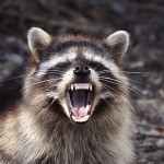 Raccoon Showing Teeth