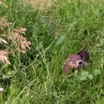 A groundhog looking at me!